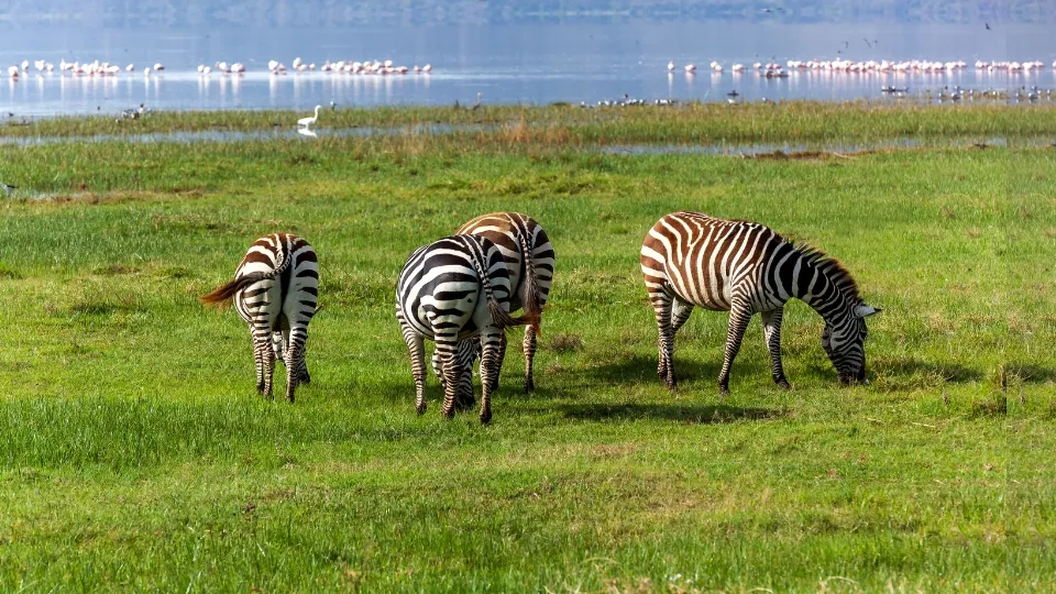 Scène de vie locale et marché près du parc du lac Nakuru au Kenya