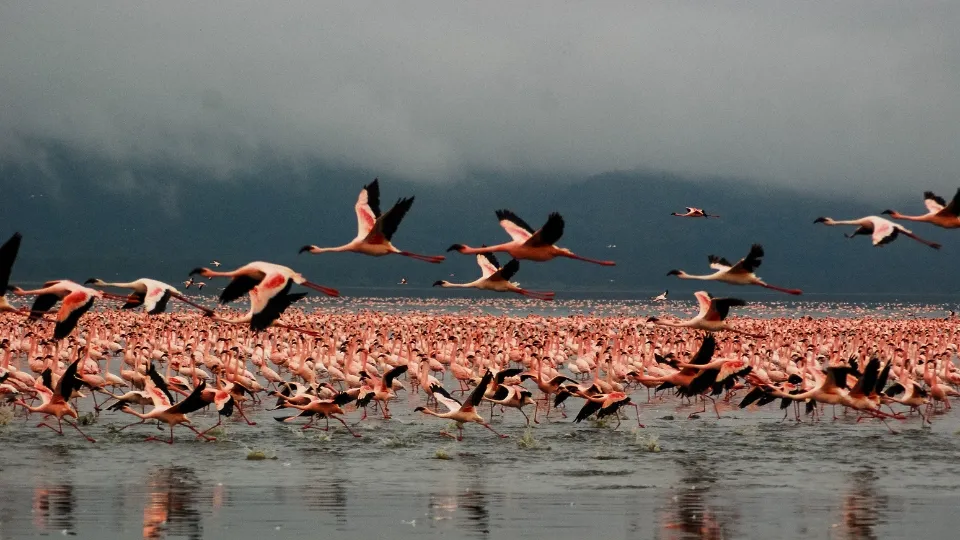 Safari au bord du lac Nakuru avec observation de la faune