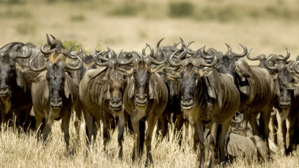 Safari en 4x4 au Masai Mara au milieu des plaines de savane