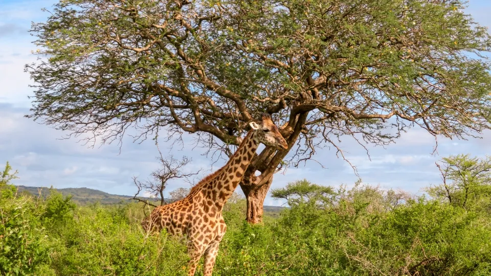 Vue générale de Tsavo avec savane rouge, collines et troupeaux d’éléphants