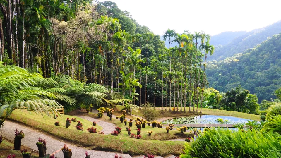 Marché local et vie quotidienne à Fort-de-France dans le Centre de la Martinique