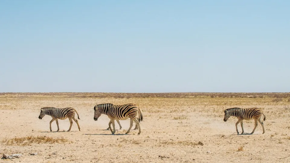Piste de safari et véhicule 4x4 dans le parc Etosha en Namibie