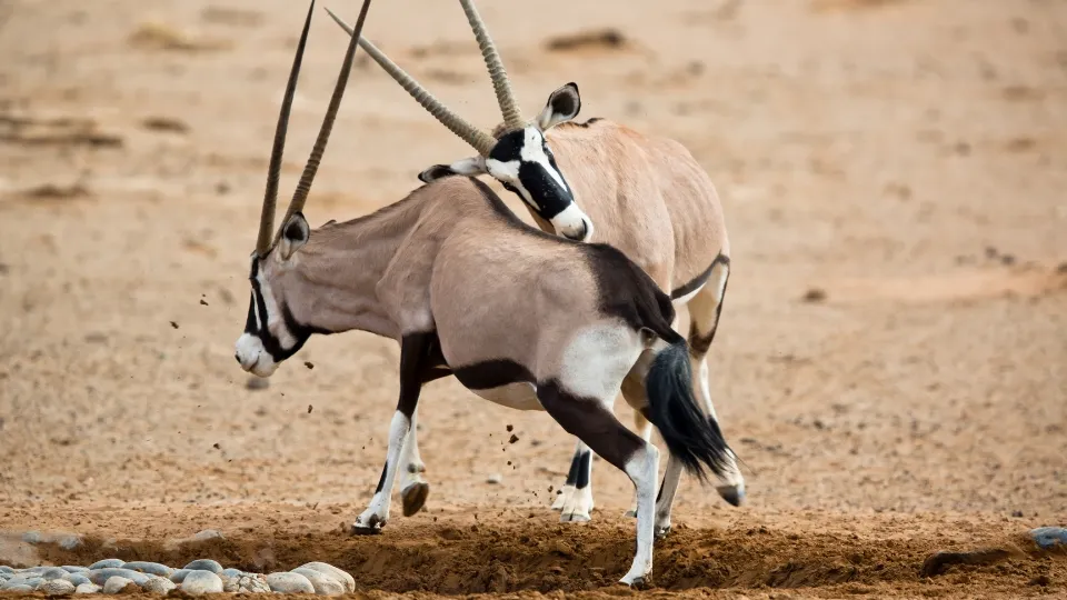 Voyageurs marchant vers Deadvlei dans le désert du Namib