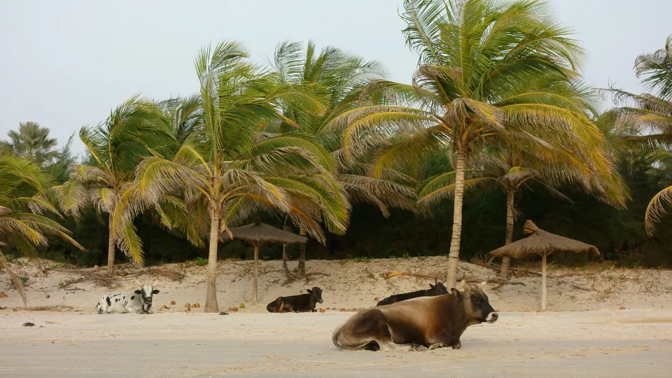 Marché local en Casamance avec étals de fruits et poissons
