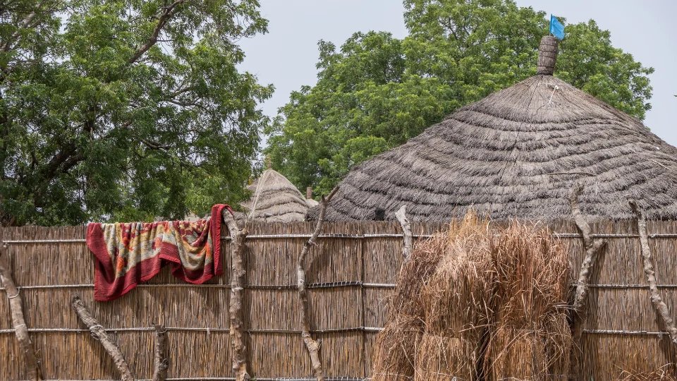 Bolong de Casamance bordé de mangroves et de palétuviers