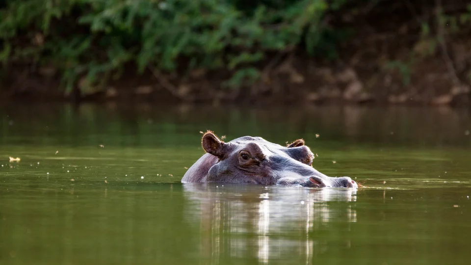 Paysages de savane et collines dans le Niokolo-Koba et le pays Bassari au Sénégal