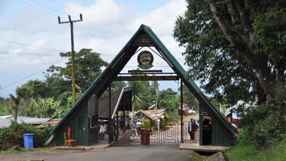 Forêt de montagne sur les pentes du Kilimandjaro en Tanzanie