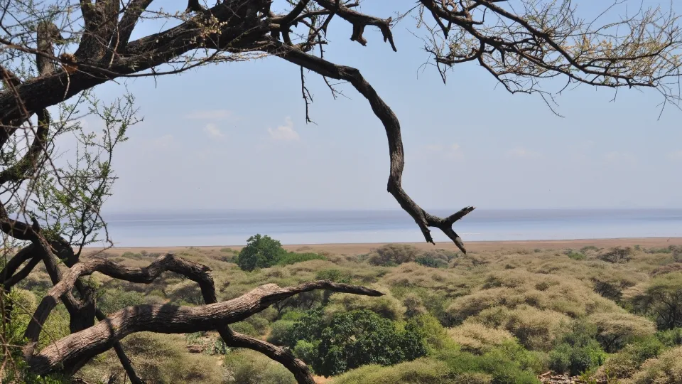 Girafes et zèbres dans les plaines près du lac Manyara en Tanzanie
