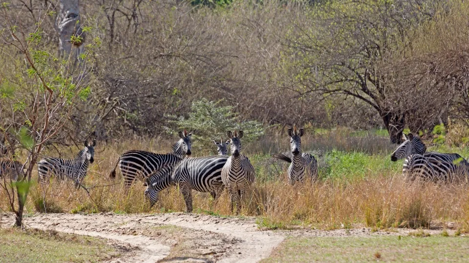 Safari en bateau sur la rivière Rufiji dans le parc Nyerere Selous
