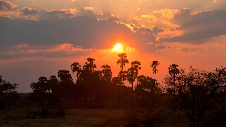 Éléphants traversant la rivière à Ruaha en Tanzanie