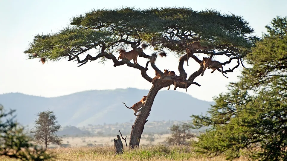 Vue des grandes plaines du Serengeti en Tanzanie avec troupeaux de gnous