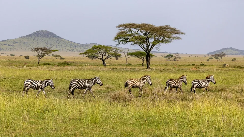 Lions se reposant sur un kopje rocheux dans le Serengeti Tanzanie