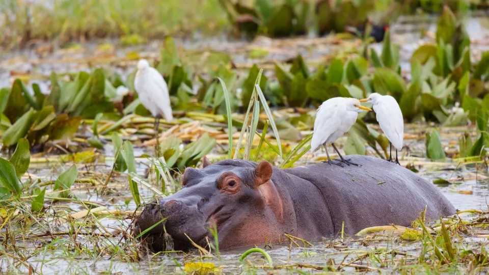 Vue générale de Tarangire en Tanzanie, baobabs et savane vallonnée