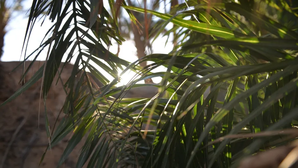 Scène de marché et vie quotidienne à Tozeur, aux portes du Sahara tunisien